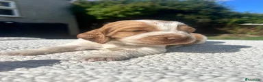 Cocker Spaniel 1