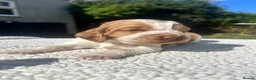 Cocker Spaniel dogs for sale: Cocker Spaniel Pups  - Advert 16