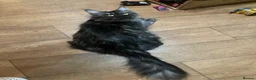 Maine Coon cats for sale: Maine Coon - Advert 2