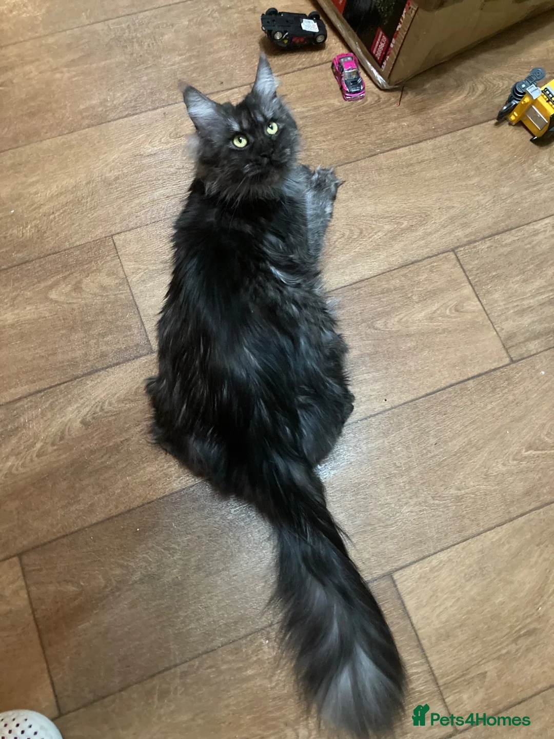 Maine Coon cats for sale: Maine Coon - Advert 2