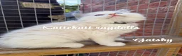 Ragdoll cats for sale: *Stunning colours. TICA registered. Extra fluffy* - Advert 3