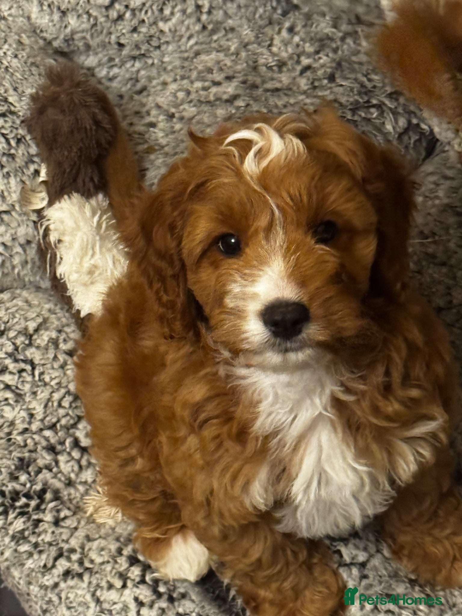 Cavapoo dogs Adorable Cavapoo pups *ready now* - Advert 1