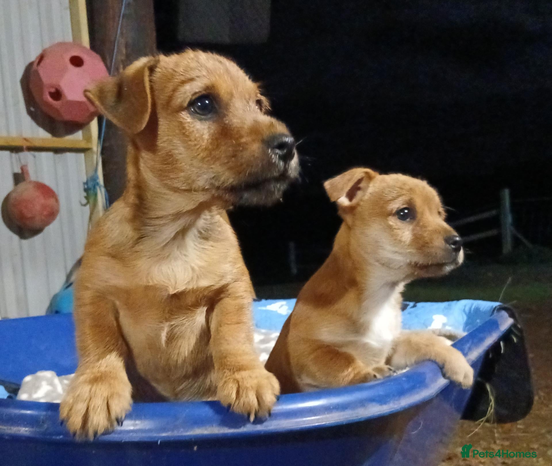 Jack Russell dogs for sale: Broken Coat Tan Jack Russells - Advert 4