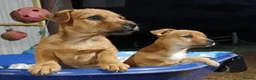 Jack Russell dogs for sale: Broken Coat Tan Jack Russells - Advert 1