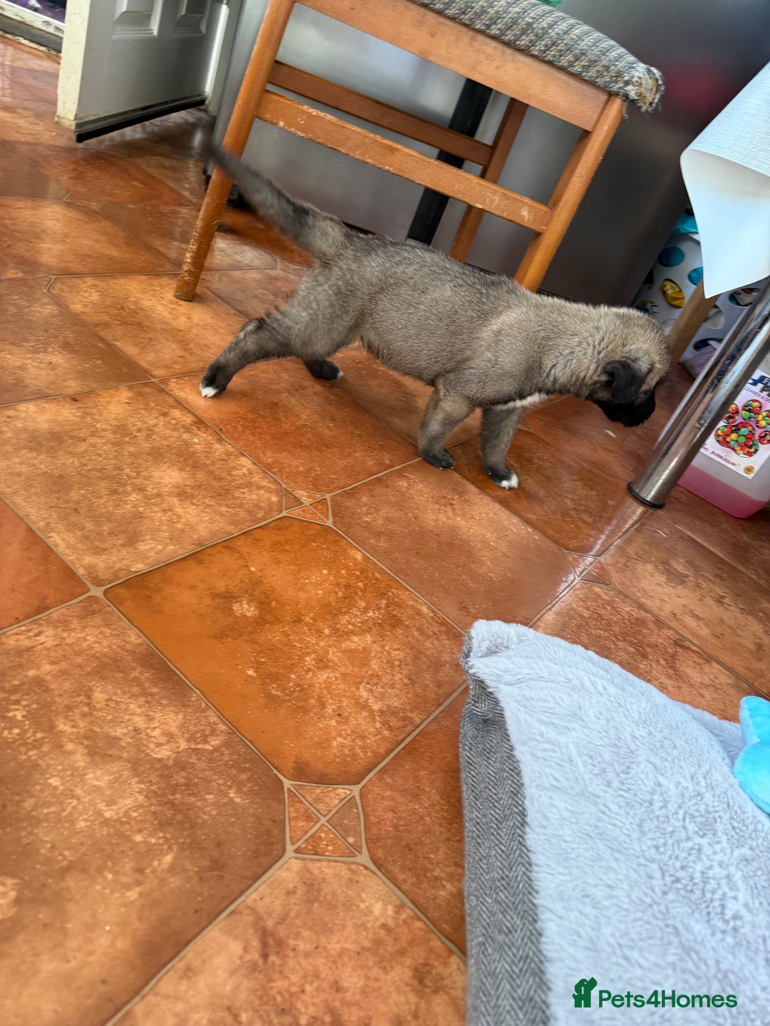 Irish Wolfhound dogs for sale: Bred From Extensively Health Tested Parents - Advert 21