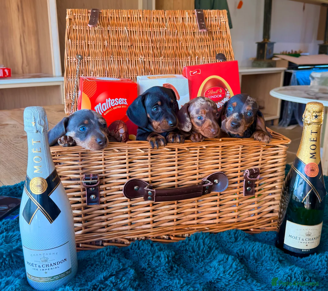 Miniature Dachshund dogs for sale: Tricolour miniature Dachsunds Babies ✨ - Advert 1