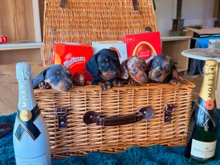 Miniature Dachshund dogs Tricolour miniature Dachsunds Babies ✨ - Advert 17
