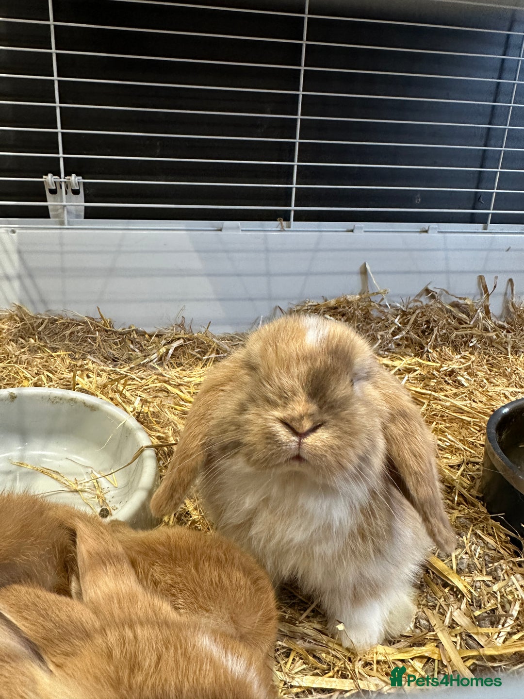 Mini Lop rabbits for sale: 2 gorgeous boys ready Friday 2nd Jan - Advert 5