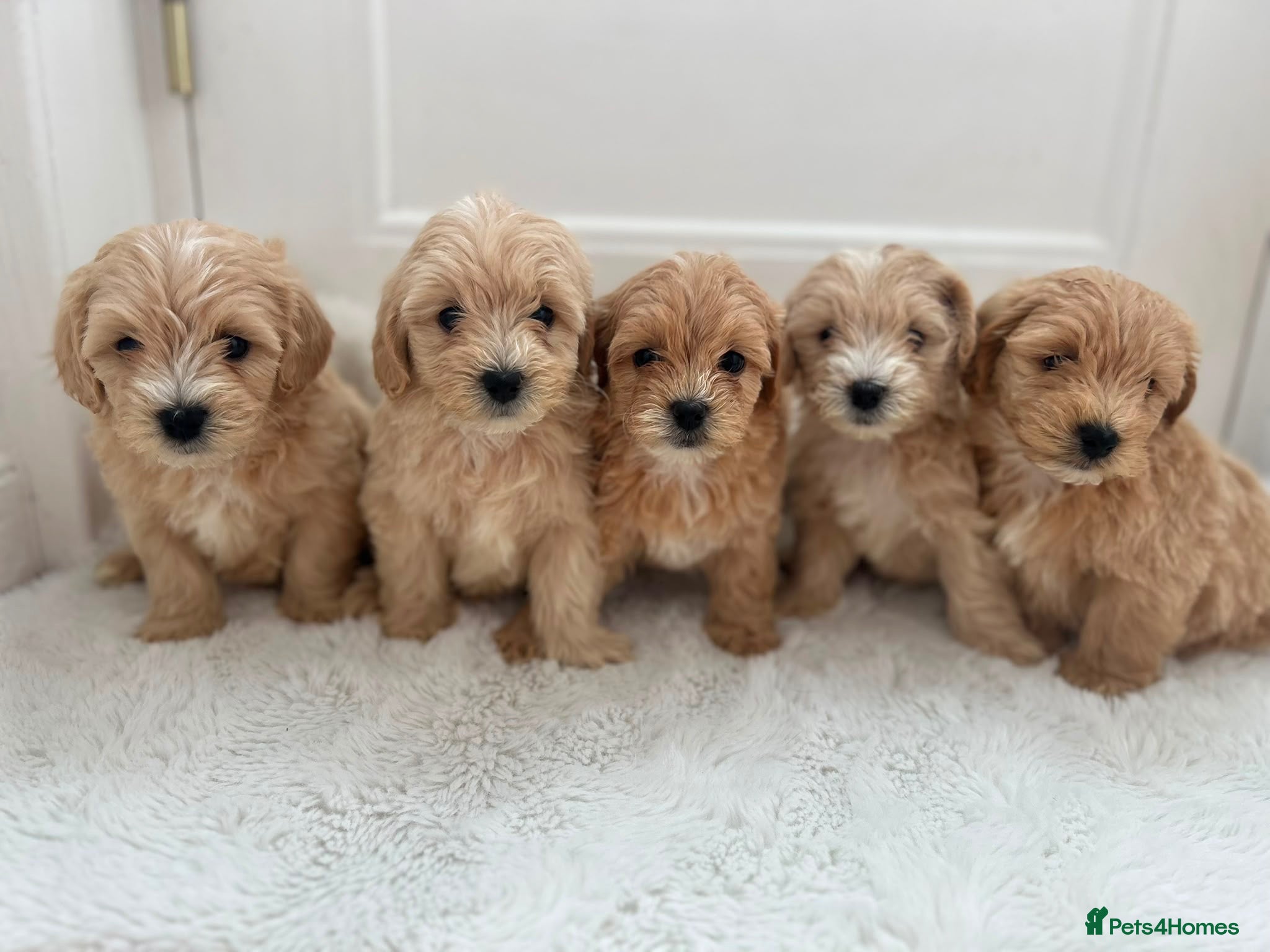 Maltipoo dogs Adorable Maltipoo Puppies  - Advert 1