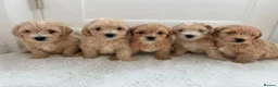 Maltipoo dogs for sale: Adorable Maltipoo Puppies  - Advert 1