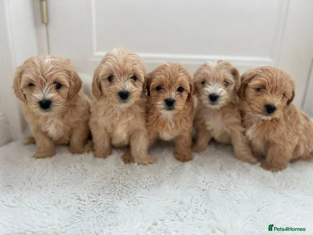 Maltipoo dogs for sale: Adorable Maltipoo Puppies  - Advert 1