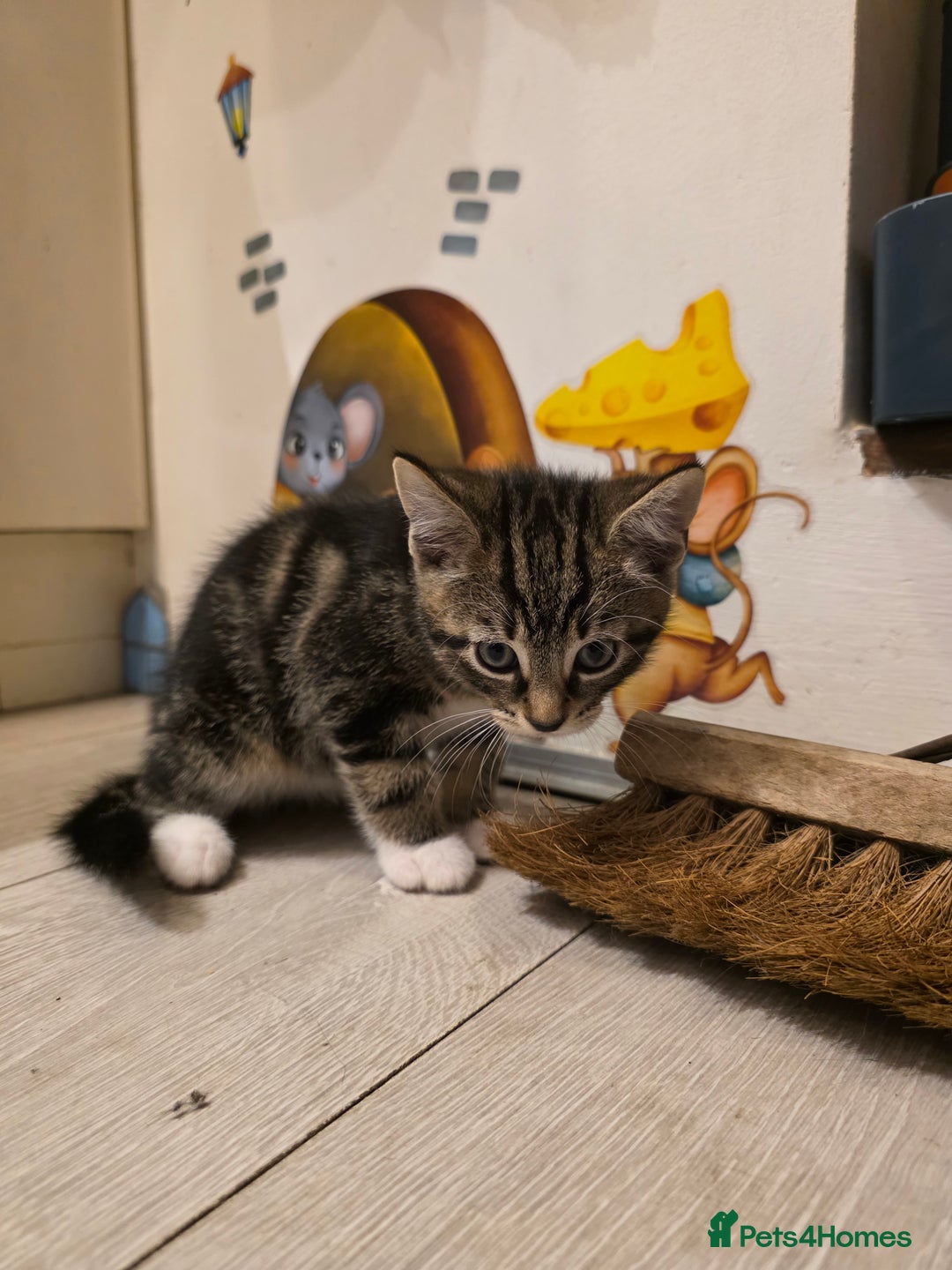 Mixed Breed cats for sale: Kittens - Advert 4