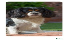 Cavalier King Charles Spaniel dogs for sale: Beautiful Cavalier King Charles Puppies - Image 8