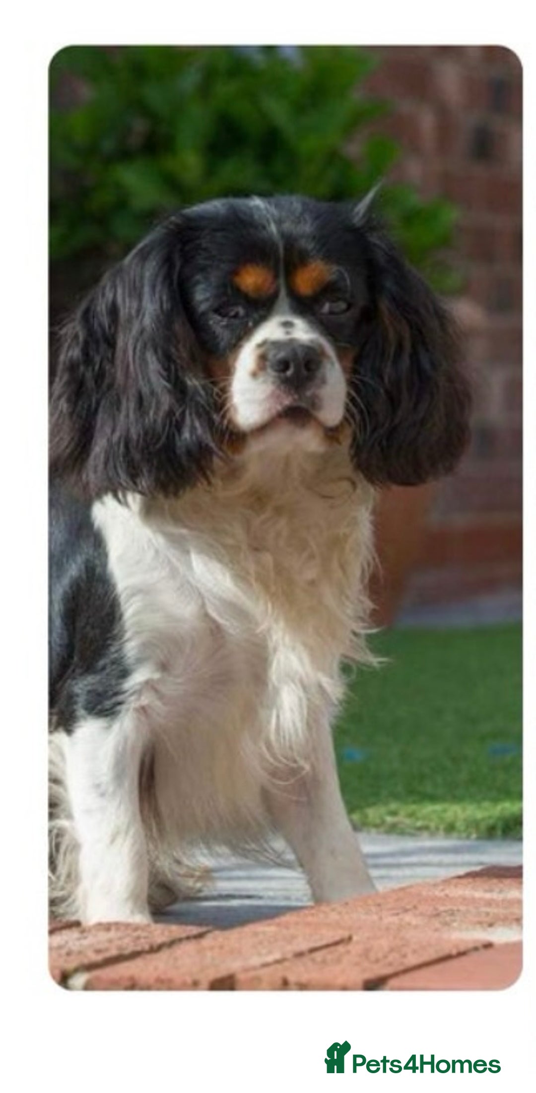 Cavalier King Charles Spaniel dogs for sale: Beautiful Cavalier King Charles Puppies - Image 8