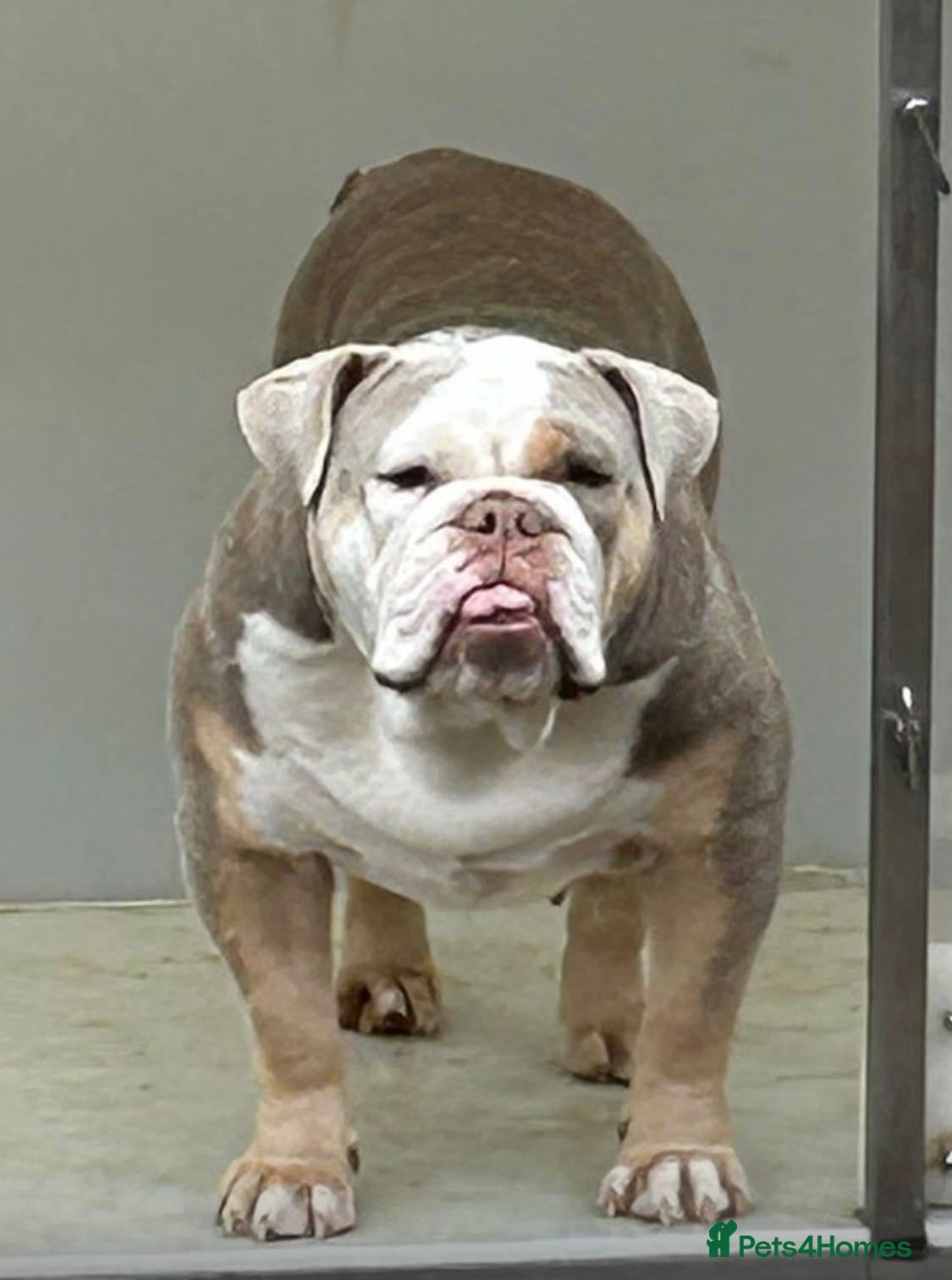 English Bulldog dogs Reluctantly Rehoming Our Beloved English Bulldog  - Advert 5