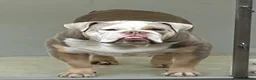 English Bulldog dogs for sale: Reluctantly Rehoming Our Beloved English Bulldog  - Advert 1