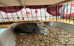 Scottish Fold cats for sale: 5 beautiful Scottish fold kittens  - Advert 13