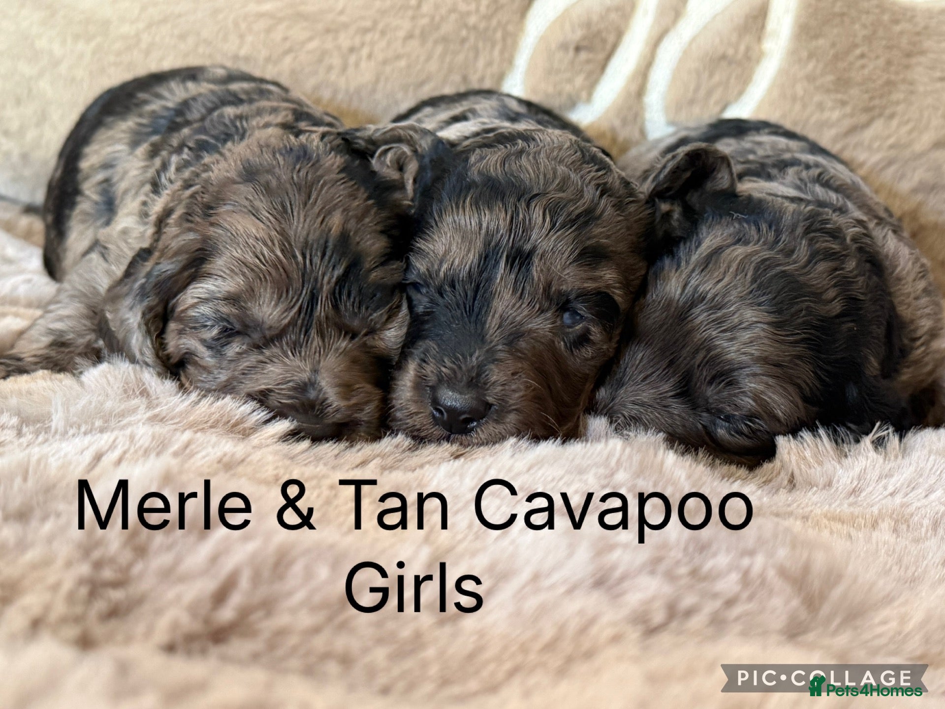 Cavapoo dogs Stunning coloured F1 Cavapoo’s - Advert 1