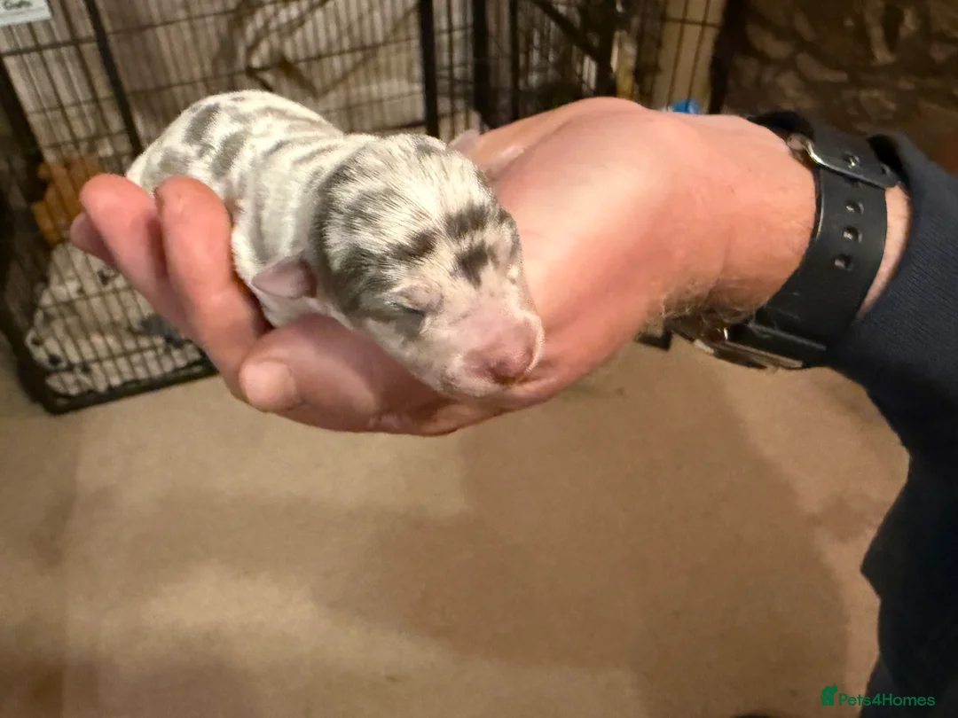 Jack Russell dogs for sale: Litter Announcement - Dilute and Merle Minitaure’s in Ulverston - Advert 7
