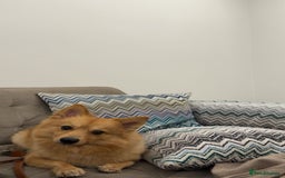 Mixed Breed dogs for sale: Cute Pom-Spitz available. - Image 4