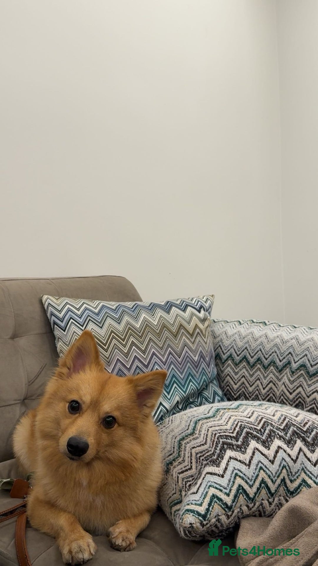 Mixed Breed dogs for sale: Cute Pom-Spitz available. - Image 4