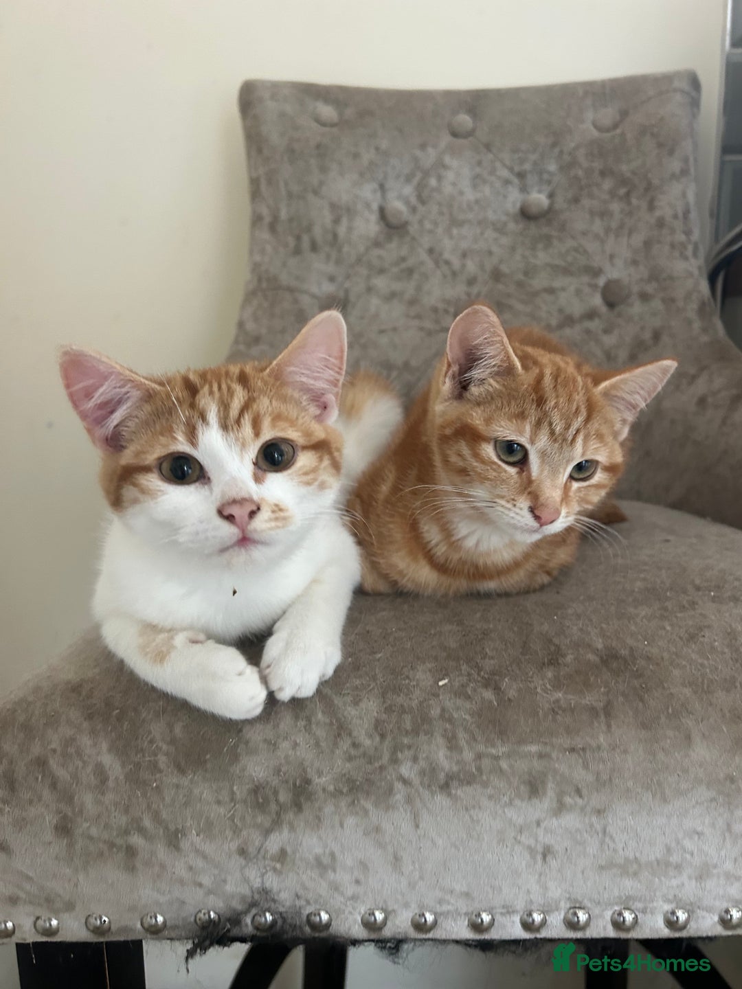 Domestic Shorthair cats for sale: Must stay together-  male & female kittens - Image 7