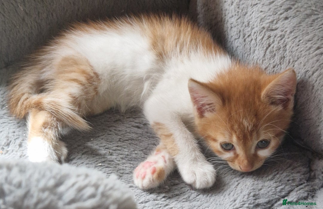 Mixed Breed cats for sale: Siberian cross ready to go!!! - Image 14