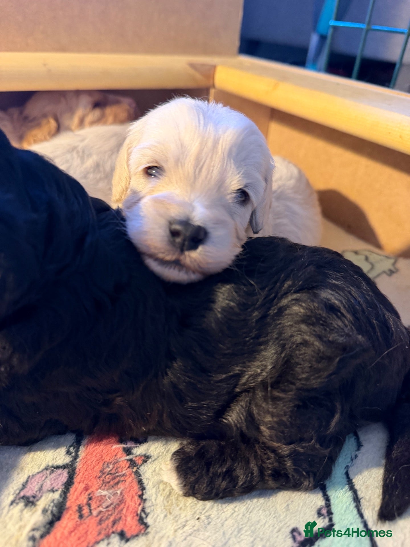 Cockapoo dogs for sale: Beautiful cockapoo puppies 🐶  - Advert 23