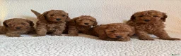 Cockapoo dogs for sale: F1b cockapoo puppies - DNA health test clear  - Advert 12