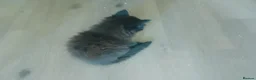 Mixed Breed cats for sale: Kittens  - Advert 3