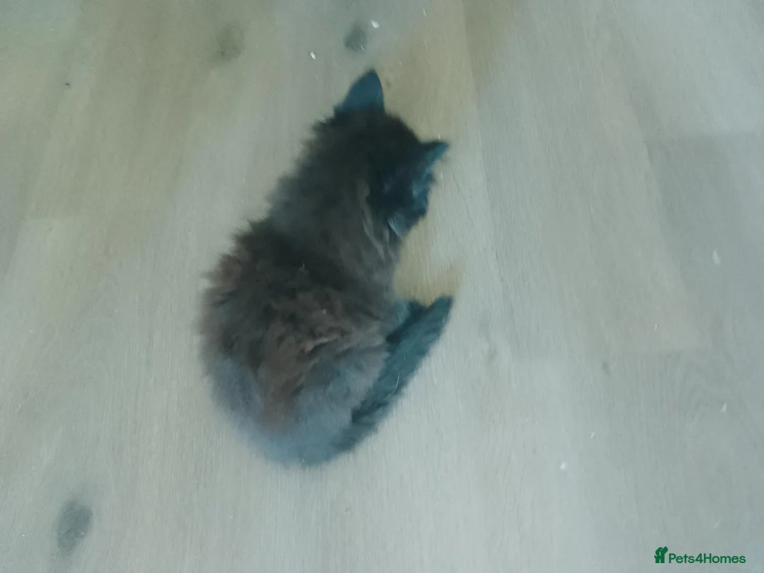 Mixed Breed cats for sale: Kittens  - Advert 3