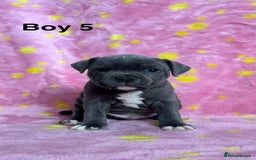 Staffordshire Bull Terrier dogs for sale: Stella & Astro Puppies - Image 5