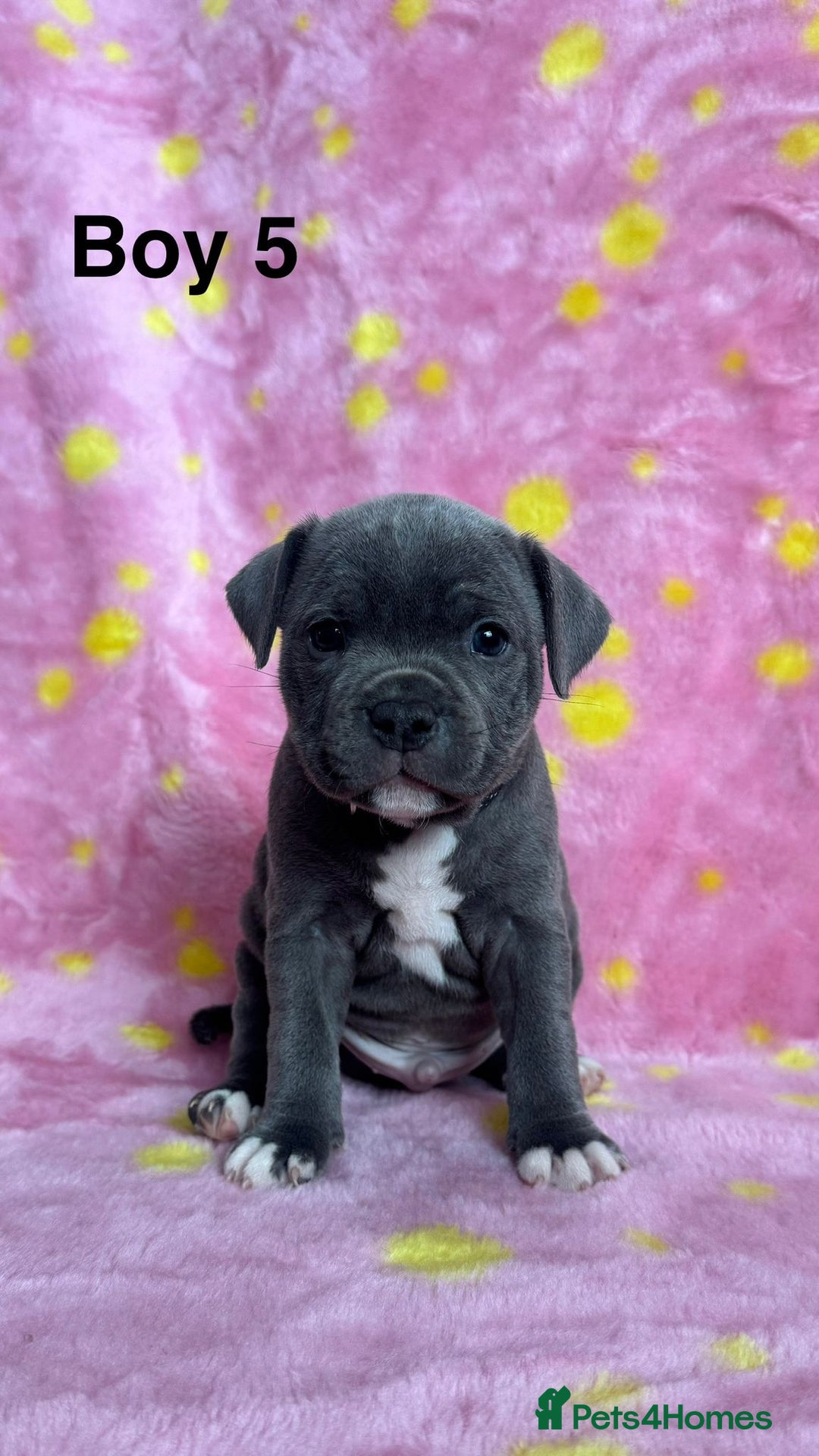 Staffordshire Bull Terrier dogs for sale: Stella & Astro Puppies - Image 5
