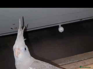 Cockatiels birds Male cockatiel - Advert 11