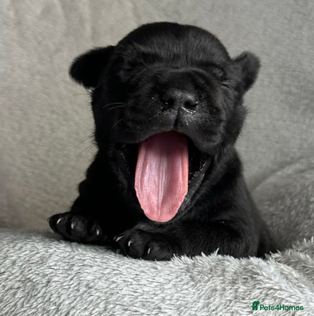 Staffordshire Bull Terrier dogs for sale: Outstanding  %100 Health Tested Staffy Puppies - Advert 21