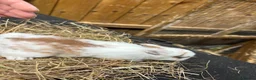 Lionhead rabbits for sale: Lion heads  - Advert 13