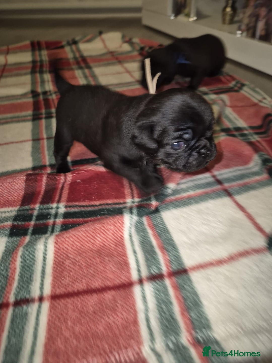 Pug dogs for sale: Pug puppies 🐶  - Image 7