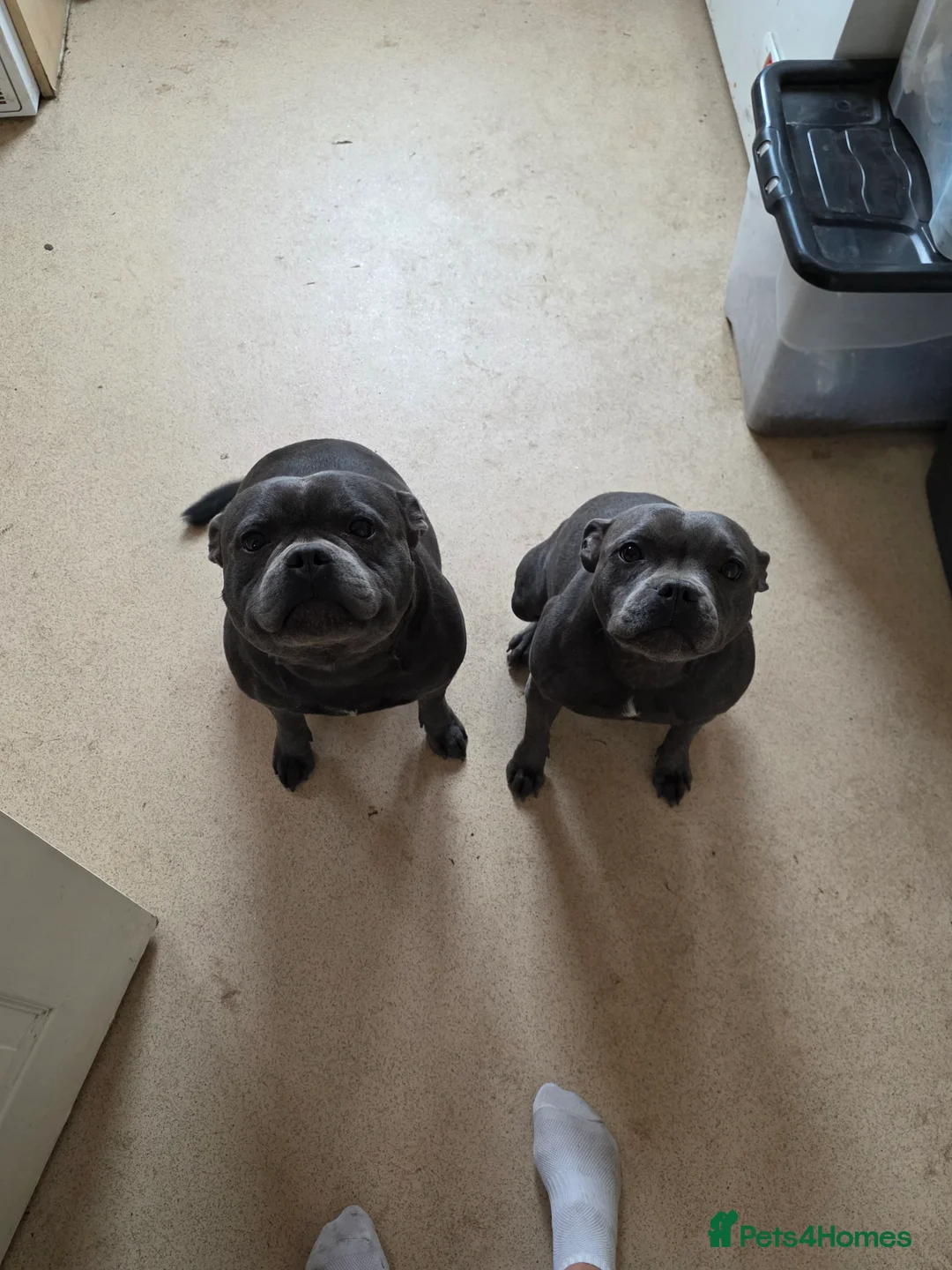 Staffordshire Bull Terrier dogs for sale: 6 beautiful blue staffs - Advert 1