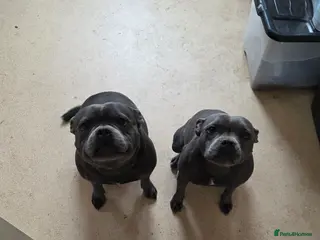 Staffordshire Bull Terrier dogs 6 beautiful blue staffs - Advert 4