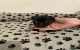 Staffordshire Bull Terrier dogs for sale: Champion lines Staffordshire Bull terrier puppies - Image 13