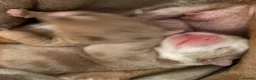 Olde English Bulldogge dogs for sale: Olde English bulldog puppies  - Advert 16