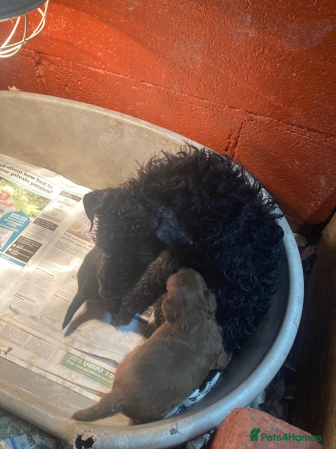 Patterdale Terrier dogs for sale: Working bred pups for sale  - Advert 4