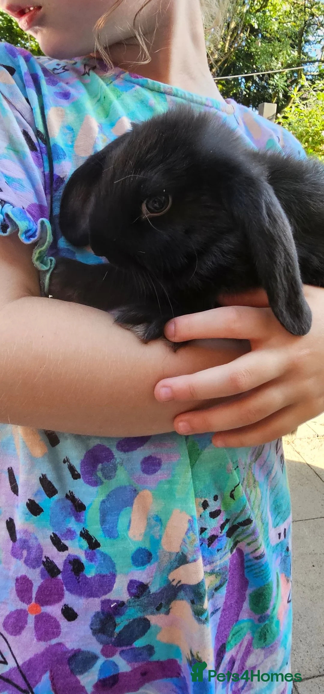 French Lop rabbits for sale: French lop - Advert 2