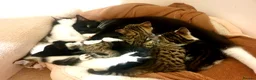 Mixed Breed cats for sale: Sweet Kittens Raised with Love and Children - Advert 39