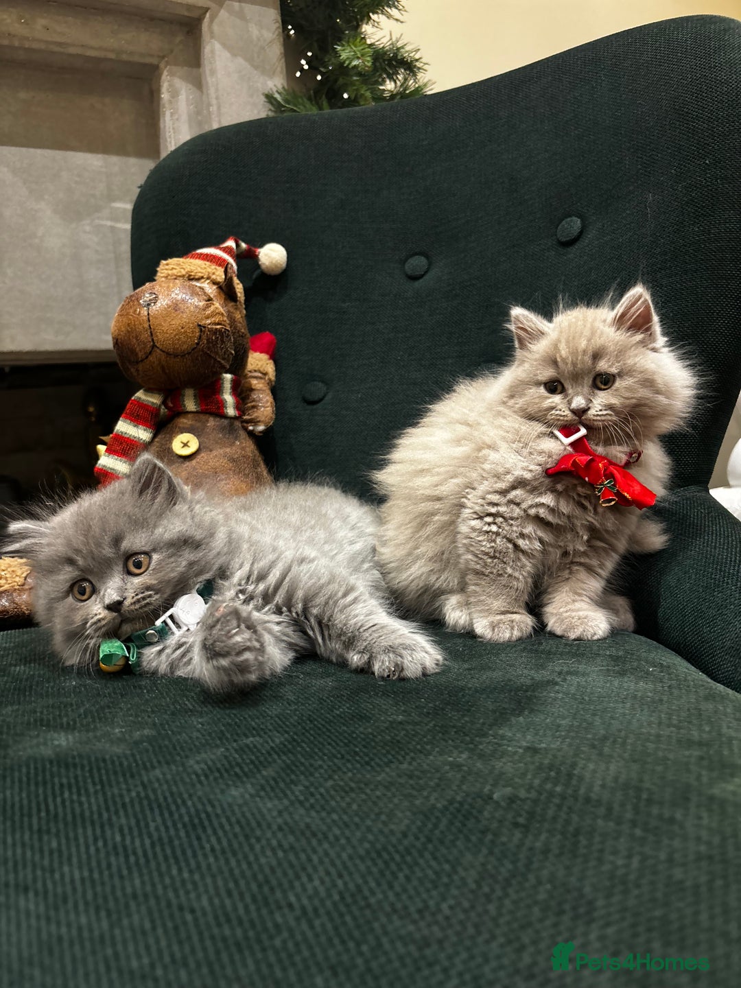 British Shorthair cats for sale: British Shorthair Kittens - Advert 22