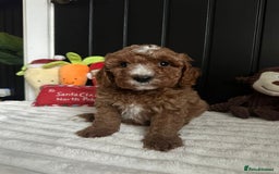 Cavapoo dogs for sale: CAVAPOOS  - Advert 5