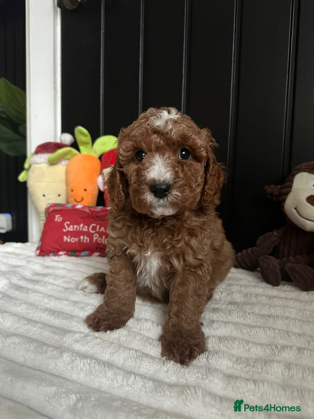 Cavapoo dogs for sale: CAVAPOOS  - Advert 5