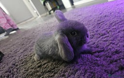 Mini Lop rabbits for sale: Baby min lops  - Image 9