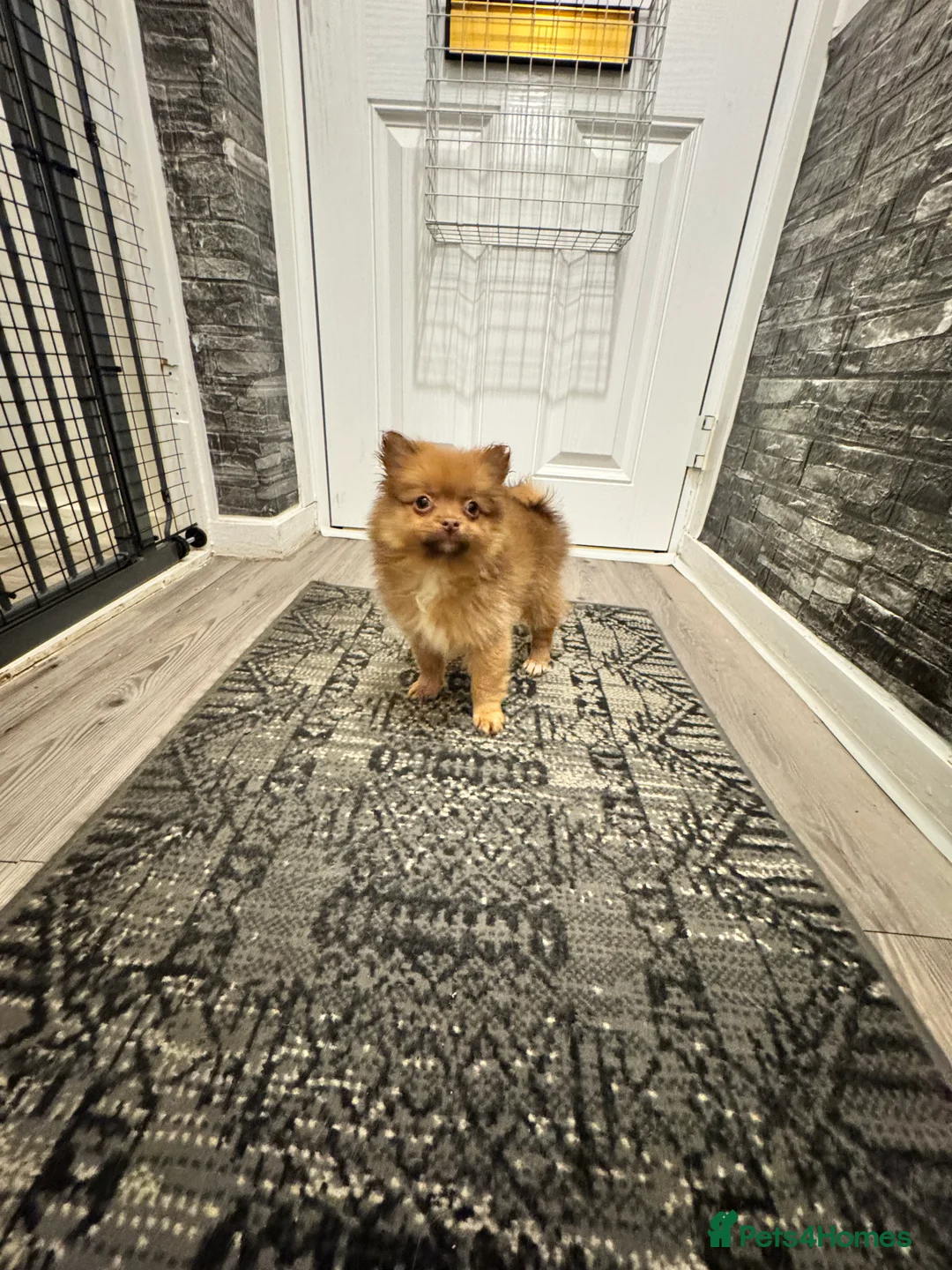 Pomeranian dogs for sale: ✨🐶One BOY Adorable Pomeranian Puppy 🐶✨ - Advert 7