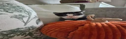 British Shorthair cats for sale: Gorgeous kittens - Advert 13